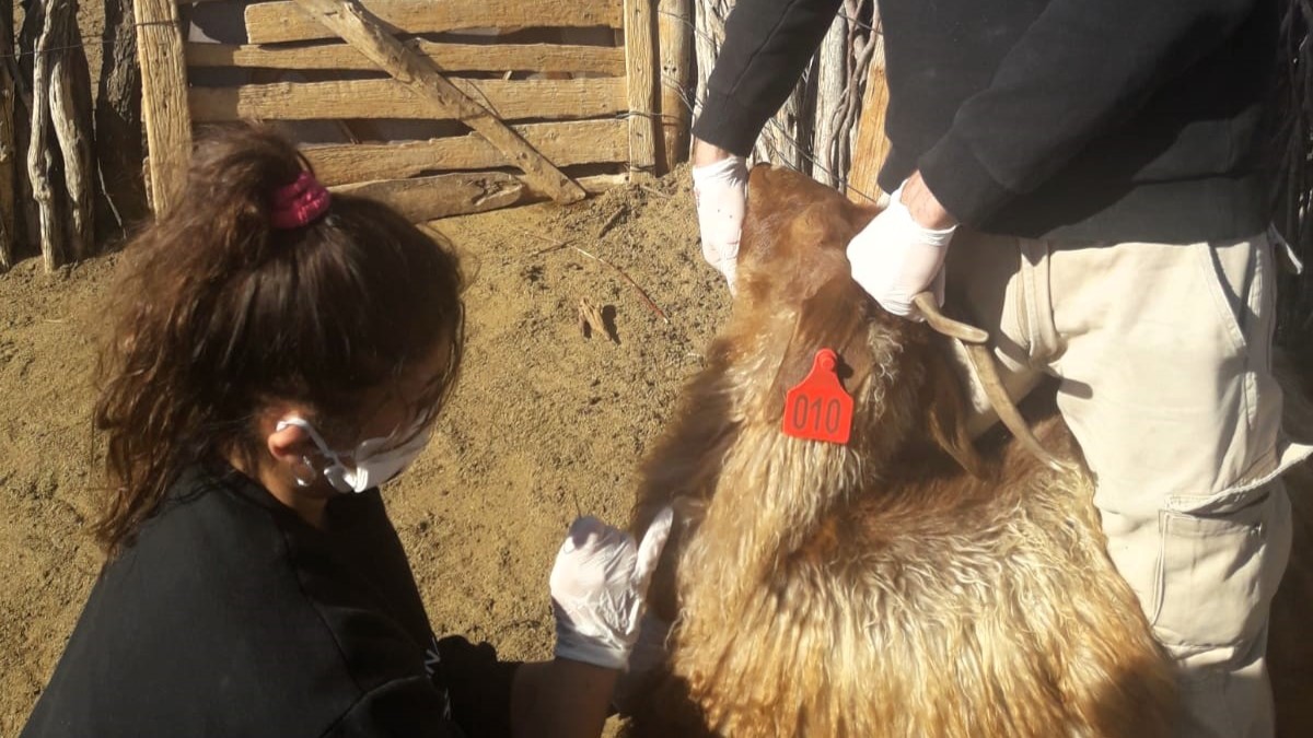 Apoyo a Productores Caprineros del Oeste de La Pampa para la Conservación de su sistema Productivo